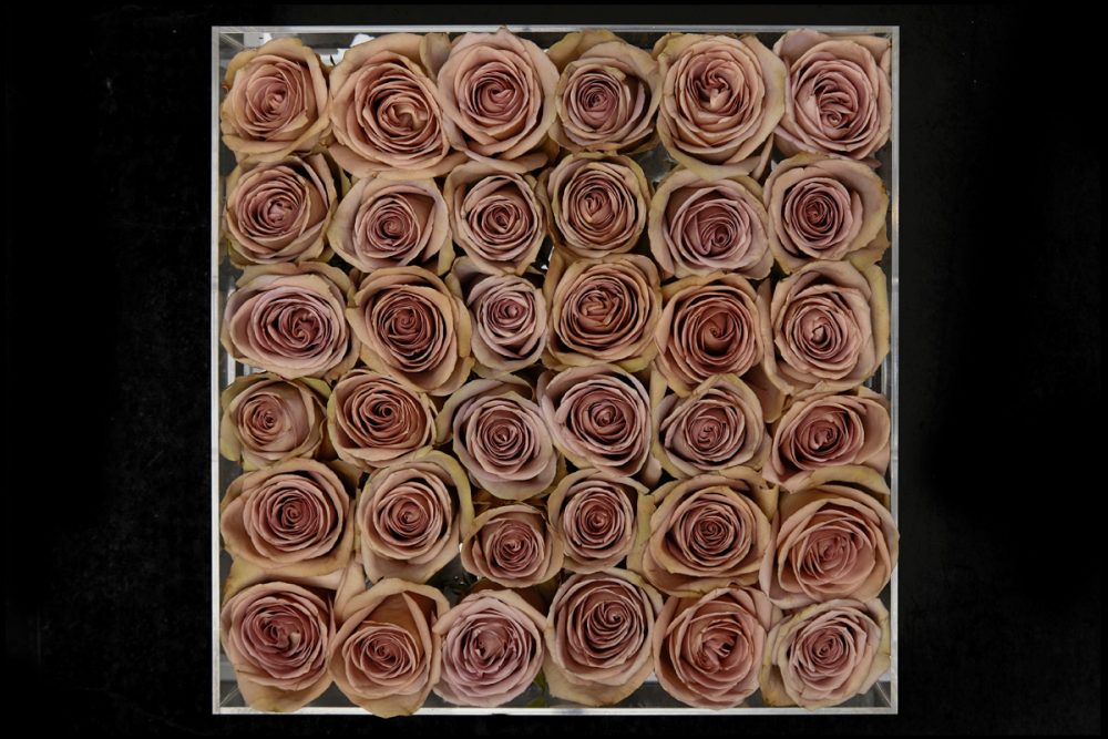 36 fresh café latte roses in Large Acrylic Clear Square Box